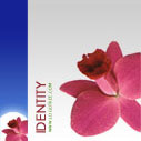 Identity Logo Design Package