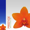 Prestige Logo Design Package
